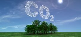 Research questions trees' ability to store carbon