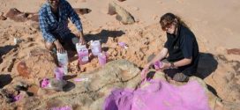 Researchers Discover World's Biggest Dinosaur Footprints