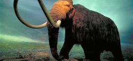 Researchers May Have Discovered Why The Wooly Mammoth Died Out