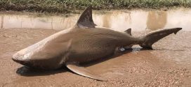 Sharknado in Australia? Giant shark found in road after cyclone (Video)