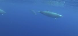 Watch the first underwater video of this rare whale (Video)