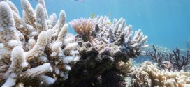 Coral Reef Bleaching Could Cost $1 billion in annual tourism revenue