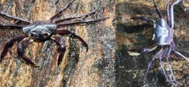 Kani maranjandu: New species of tree-living crabs found in India