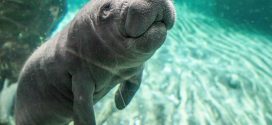 Manatee Removed From Endangered Species List: Officials