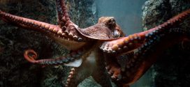 Octopuses can basically edit their own genes on the fly, says new research