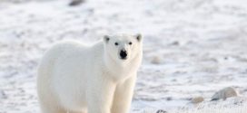 Research confirms polar bears follow their nose through wind to find ringed seals