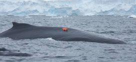 Researchers Attach 'Whale Cams' to Humpbacks to Track Feeding Habits in Antarctica