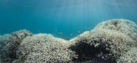 Researchers print 3D models of Great Barrier Reef in bid to save it