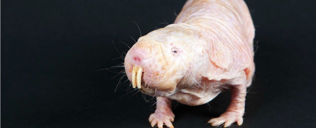Naked mole-rats can survive 18 minutes without oxygen