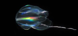 The first animals were comb jellies, genetic research finds