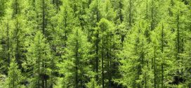 Tree trunks found to emit methane, says new research