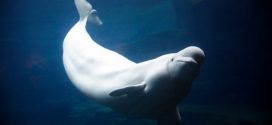 Vancouver belugas died from unknown toxin: investigation