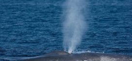 Whale and boat collisions may be more common, says new research