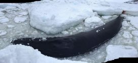 Whale trapped in ice near Old Perlican for third day (Photo)