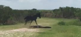 Wild horse attacks alligator in dramatic video (Watch)