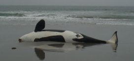 Dead orca found with extremely high levels of PCBs, finds new research