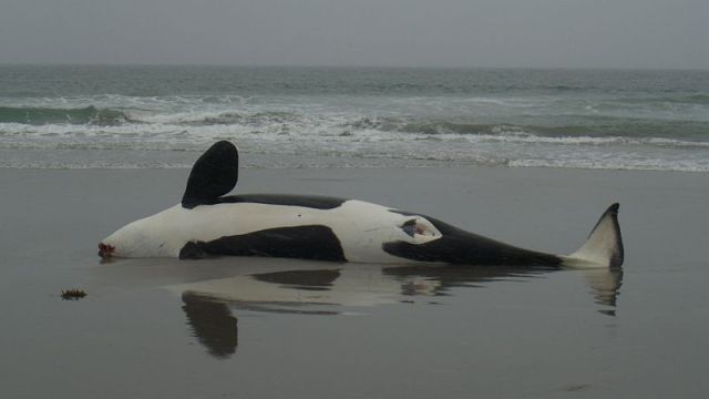 Dead Orca Found With Extremely High Levels Of Pcbs Says New Research