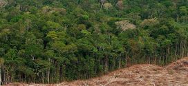 Deforestation may lead to mass extinction of species, Australian research