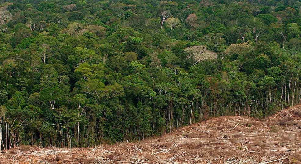 Deforestation may lead to mass extinction of species, Australian ...