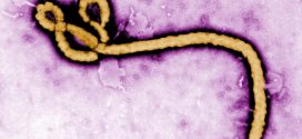 Ebola outbreak in DR congo, World Heath Organisations confirms