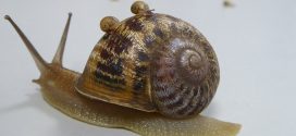 Jeremy the lefty snail loses out to love rival (Picture)