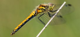 Research Shows Female Dragonflies Fake Death to Avoid Sex