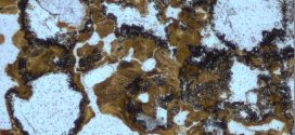 Researchers Find Oldest Evidence of Life on Land in Australia