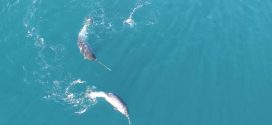 Researchers finally have an answer for use of 'unusual, mysterious' Narwhal tusk (Watch)