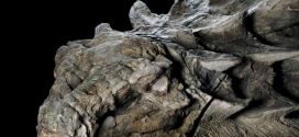 Statuesque dinosaur fossil unveiled in Alberta