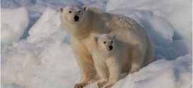 Supreme Court will not hear the so-called polar bear appeal, Report