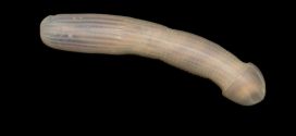 Researchers Discover Ghastly Sea Dong, Name It The 'Peanut Worm'