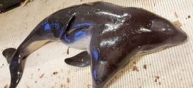 Researchers discover a two-headed porpoise (Photo)