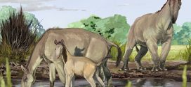 Researchers have uncovered the DNA of Ice age animals