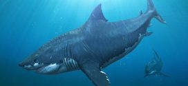 Scientists identify extinction event among marine megafauna