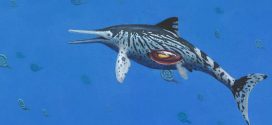 Largest Ichthyosaurus was pregnant at time of death, says new research