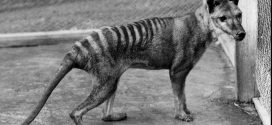 Drought killed off Tasmanian tiger, says new research