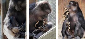 In Photo: Cannibal macaque mother pictured eating her own mummified baby