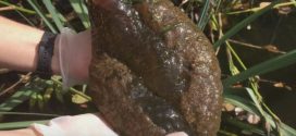 Mysterious, Brain-Like Blob Found in A Canadian Lagoon (Video)