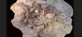 Research discovers why fossilized hairs are so rare to find