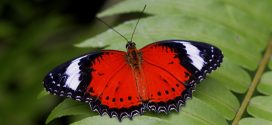 Researchers decode butterfly pattern secret