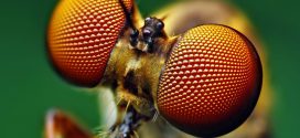 Scientists Draw Inspiration from Insect Eyes to Create New Solar Cell