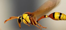 Flying insect biomass decreased by 75 percent over 27 years (research)