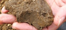 Global warming could let soil release more carbon into air, says new research