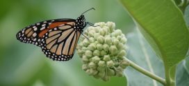 How Milkweeds Can Save Monarch Butterflies