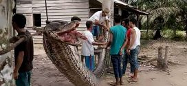 Indonesian Man survives fight with 23ft python (Photo)