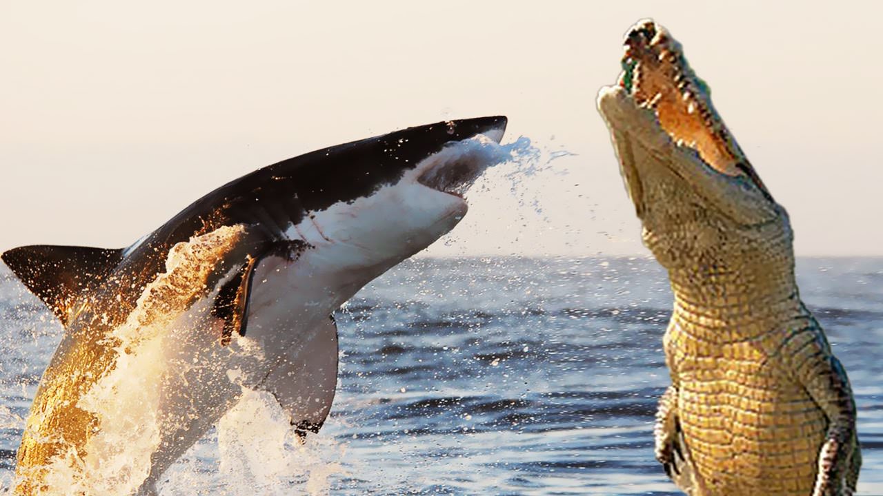 new-research-shows-that-alligators-have-begun-eating-sharks-canada