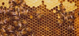 Pesticide traces found in 75 percent of world honey