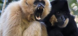 Research shows that last pre-human species smaller than gibbons