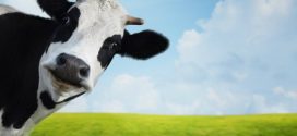 Researchers Underestimated How Bad Cow Farts Are