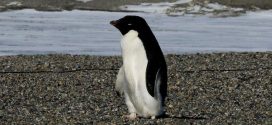 Scientists alarmed by mass Antarctic penguin chicks die-off